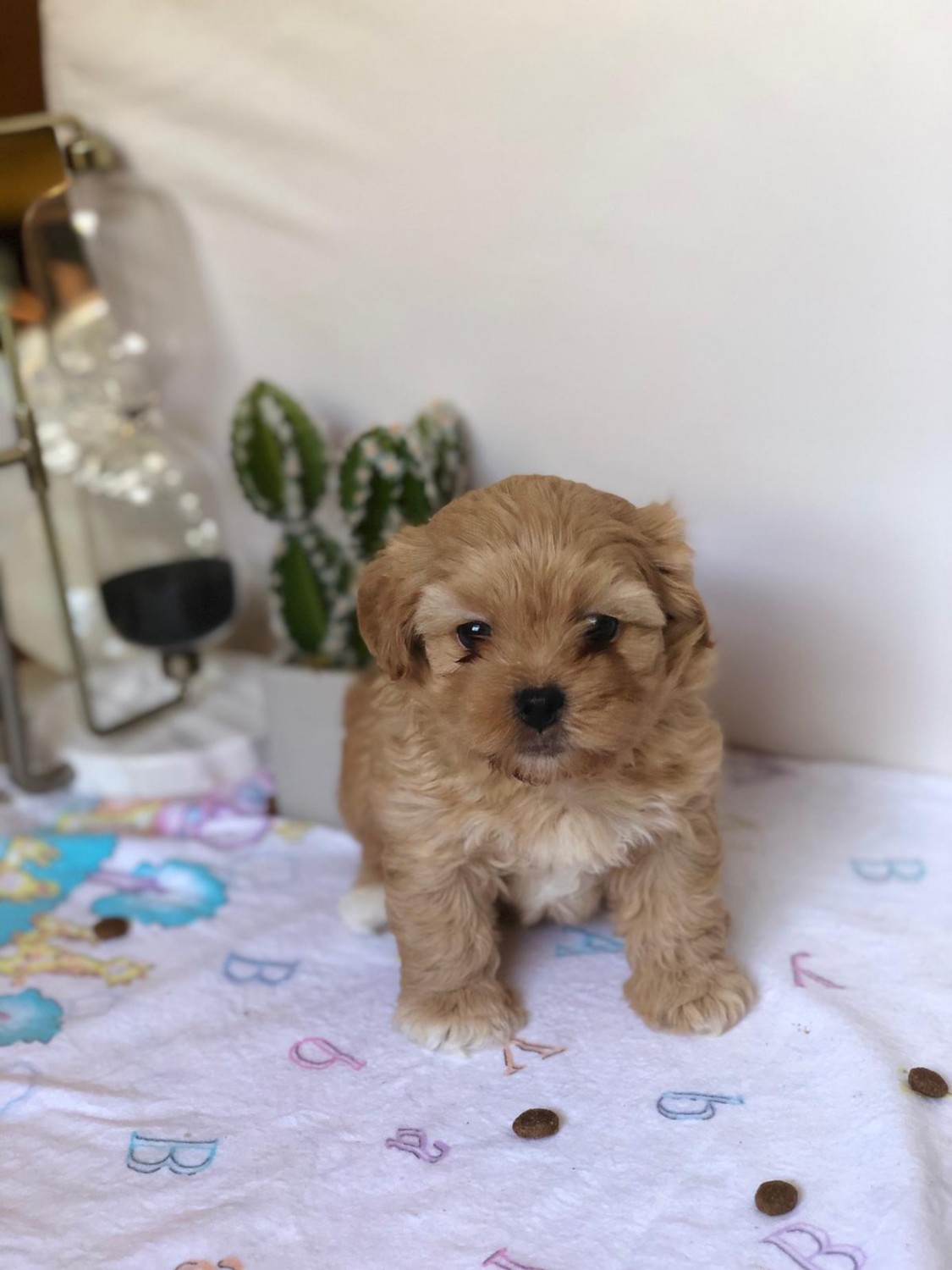 ShihPoo Puppies For Sale Selden, NY 307613 Petzlover