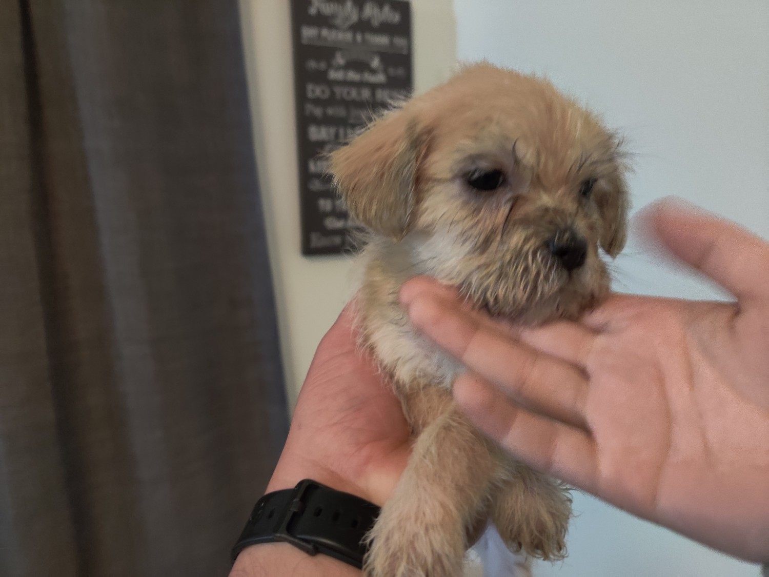 Shih-Poo Puppies For Sale Oceanside, CA #324213. 