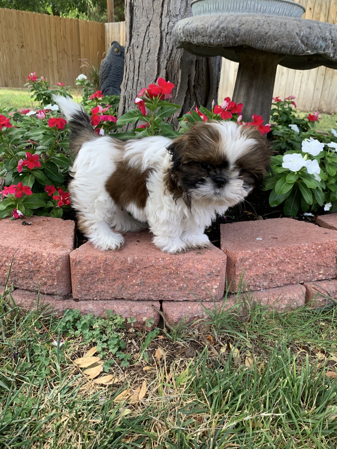 Shih Tzu Puppies For Sale Roswell, NM 426532 Petzlover