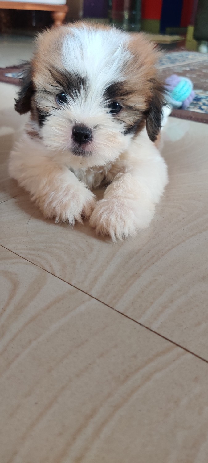 "Shih Tzu" Puppies For Sale Sanjayanagara, KA 434291