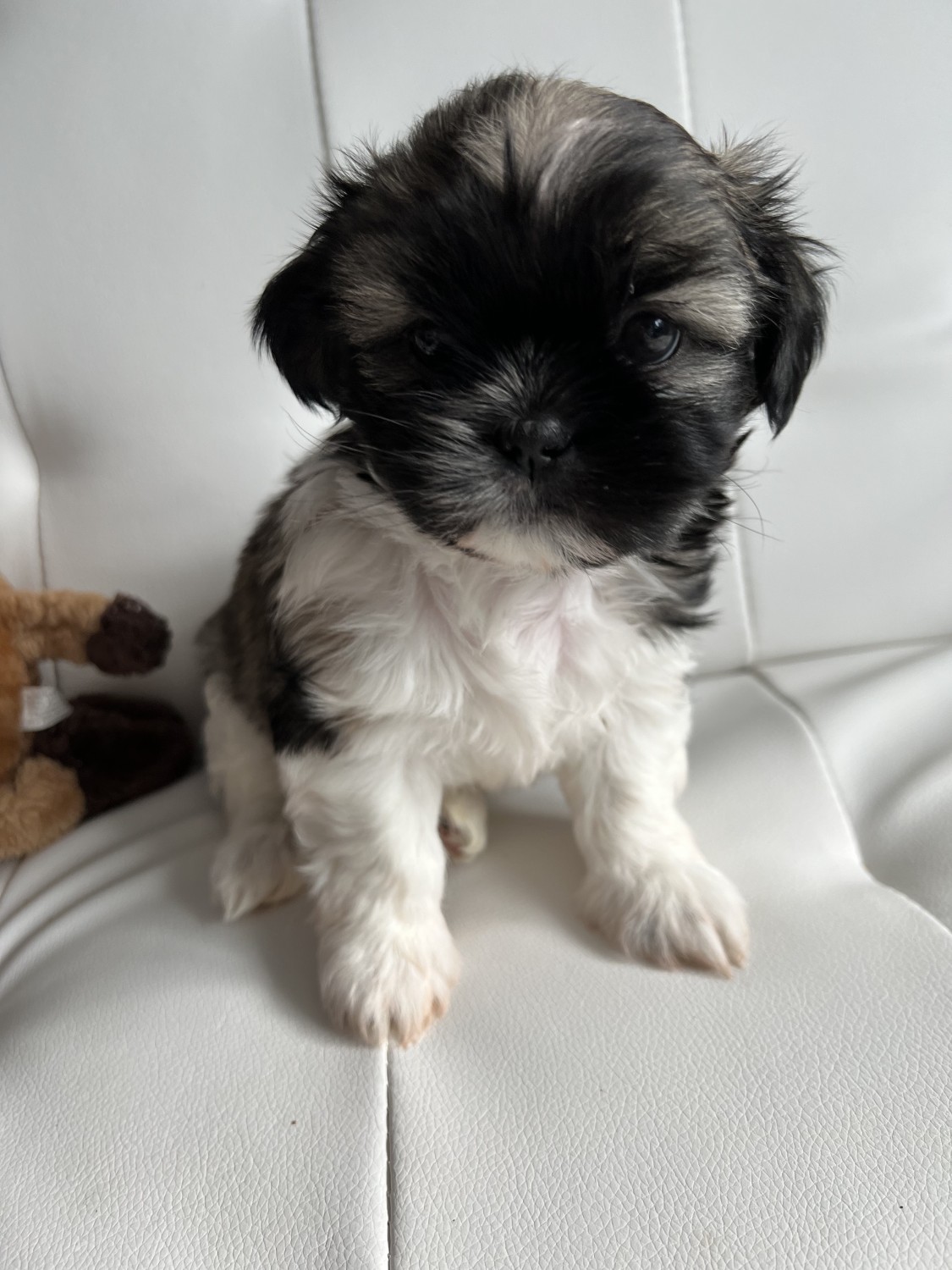 Shih Tzu Puppies For Sale Binghamton, NY 454386