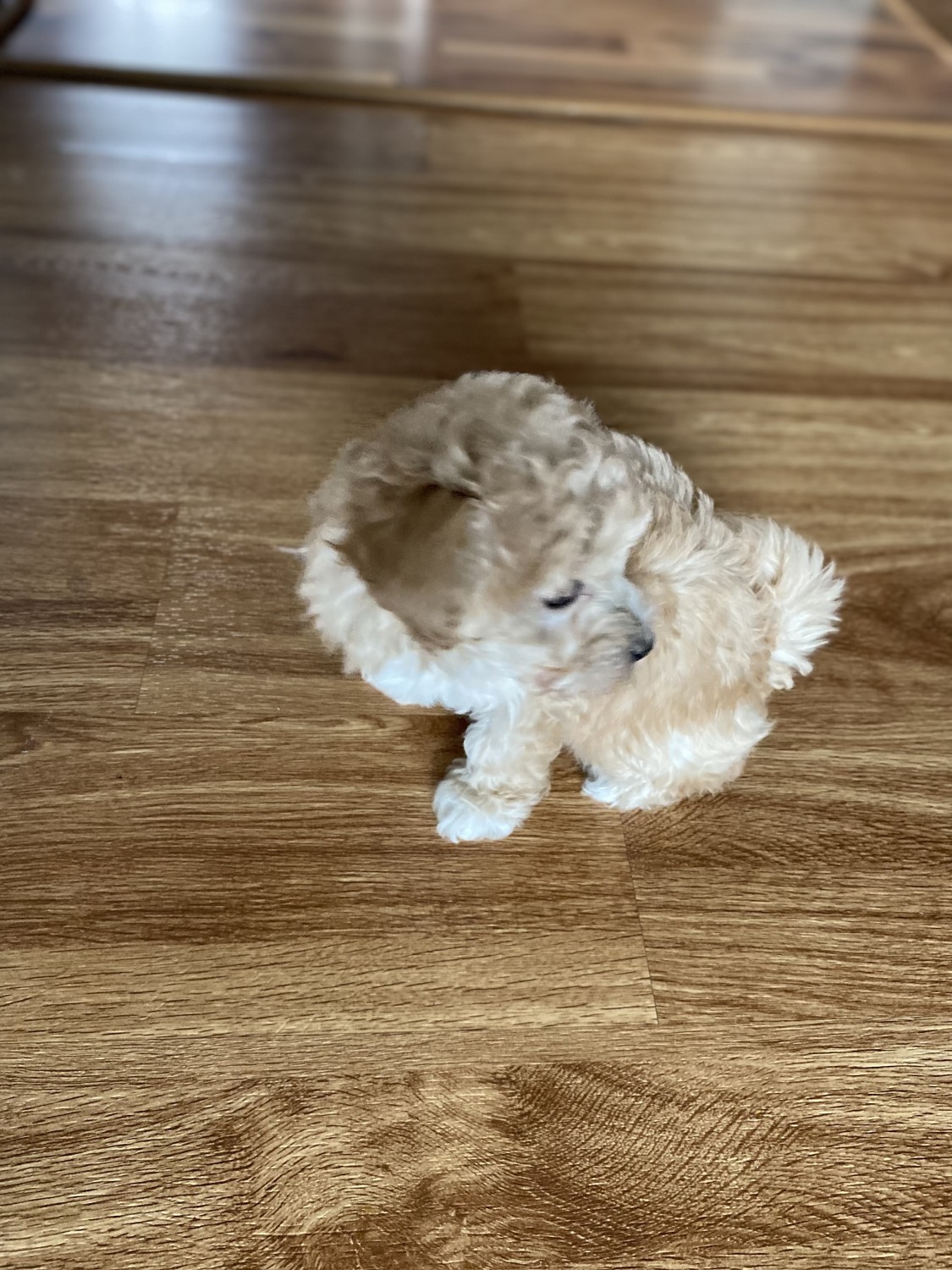 Shih Tzu Puppies For Sale Milwaukee, WI 509418