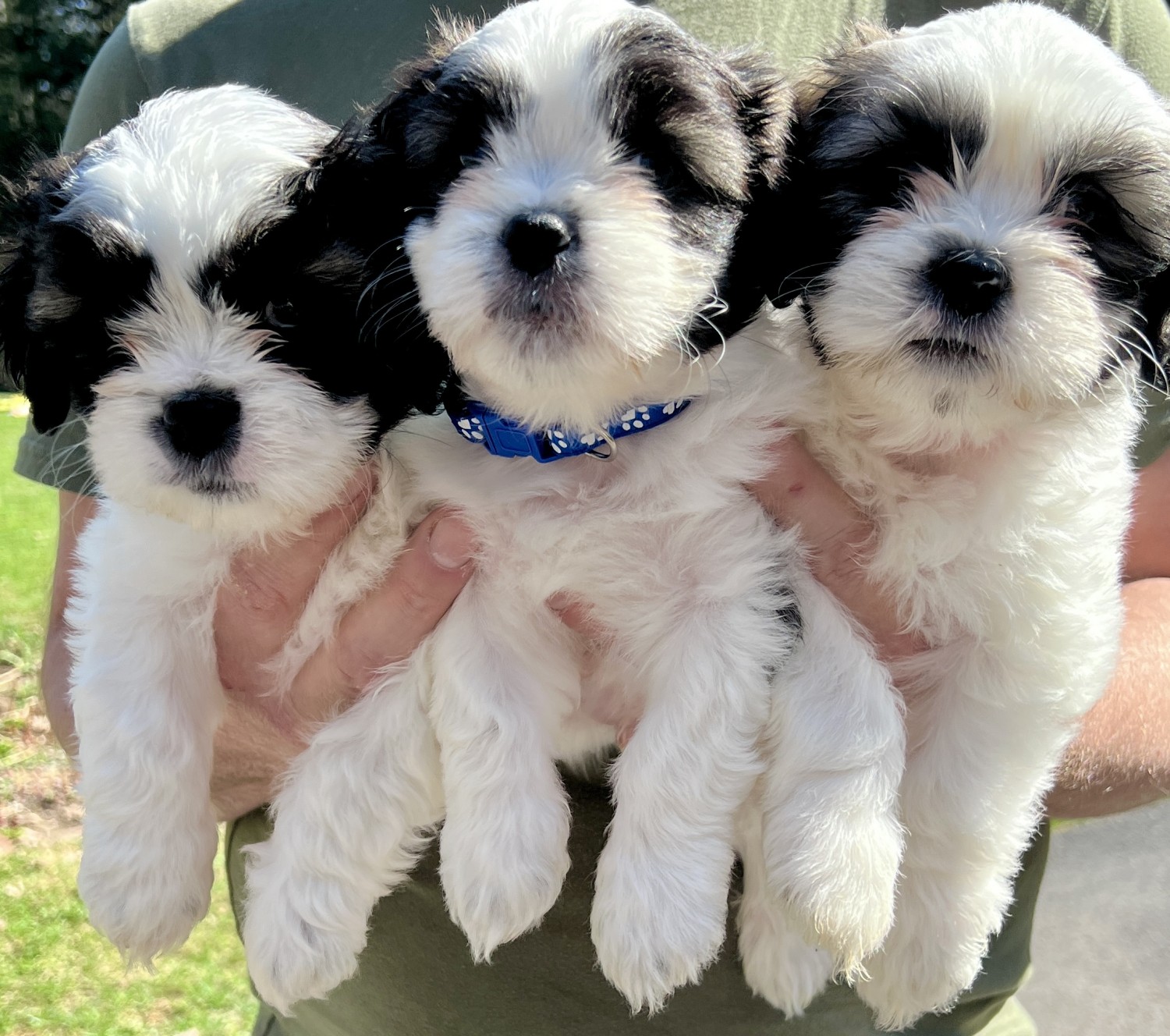 Shih Tzu Puppies For Sale Syracuse, NY 511958 Petzlover