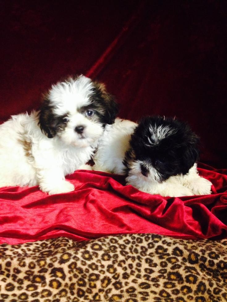 Shih Tzu Puppies For Sale | New Orleans, LA #80554