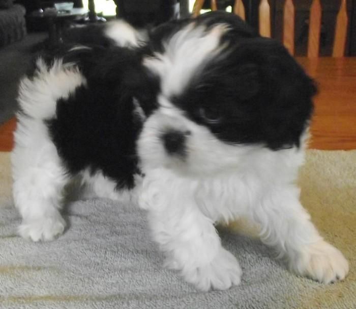 Shih Tzu Puppies For Sale Toledo, OH 117534 Petzlover