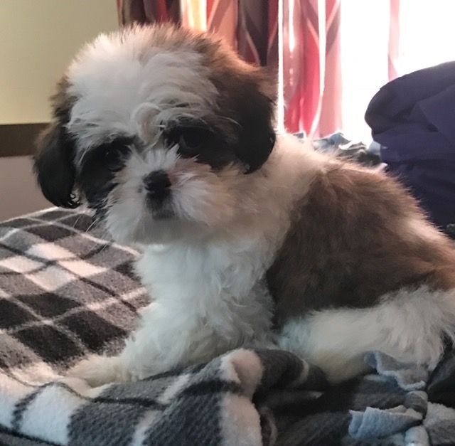 Unlocked: Shih Tzu Puppies For Sale In Pa