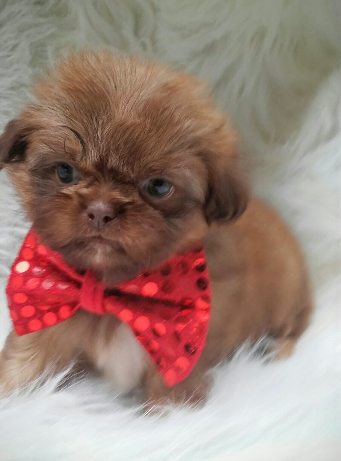 Shih Tzu Puppies For Sale OH 172768