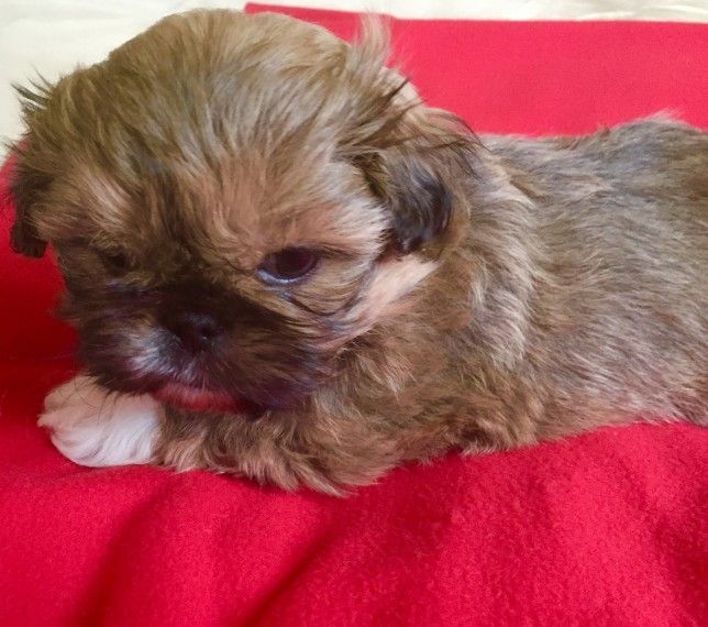 karashishi imperial shih tzu