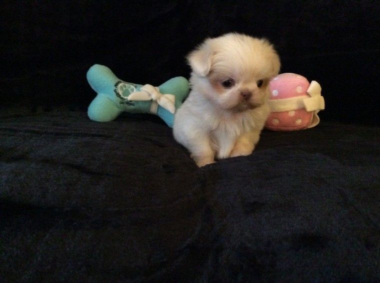 karashishi shih tzu for sale