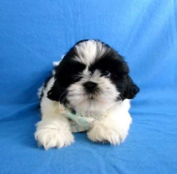 karashishi shih tzu for sale