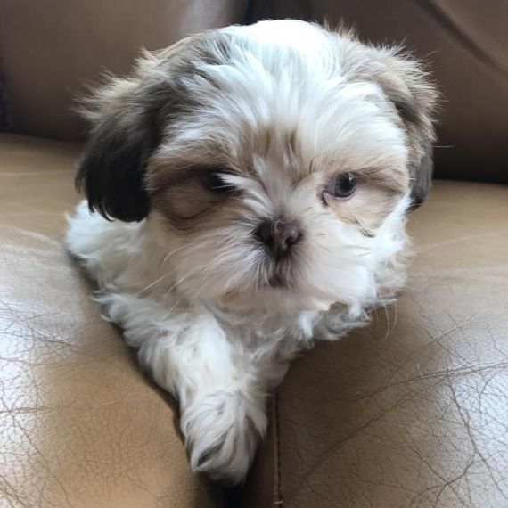 karashishi shih tzu for sale
