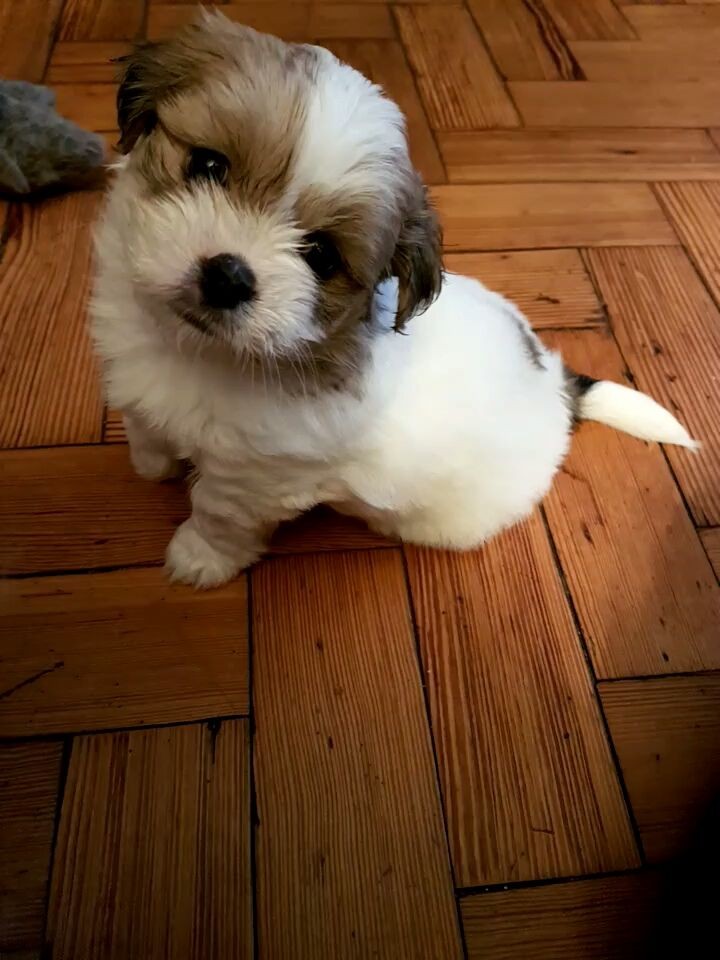 Shih tzu puppy for sale | South Australia