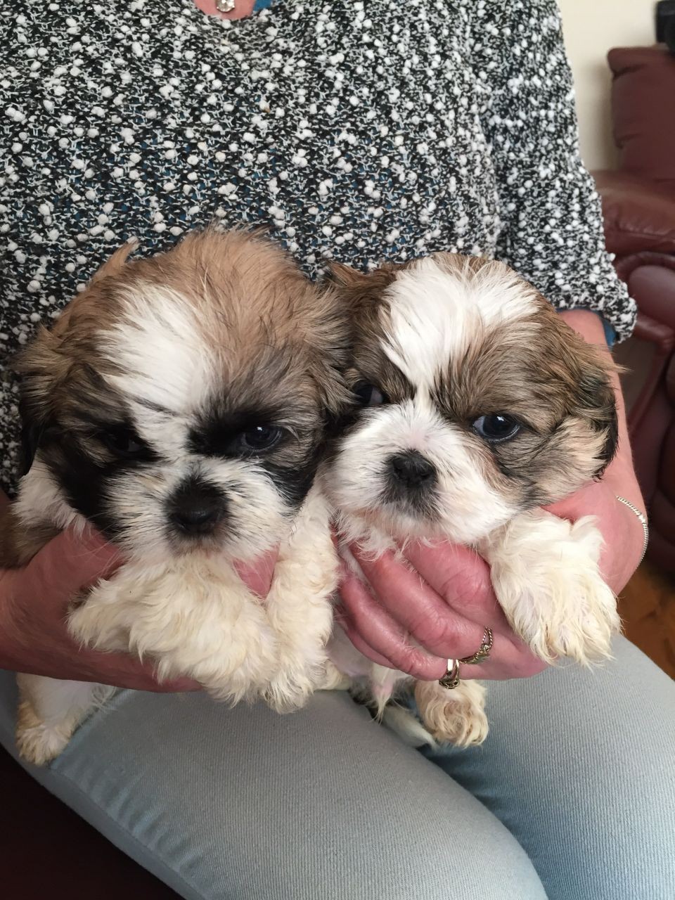 Shih Tzu Puppies For Sale Rochester, NY 187768