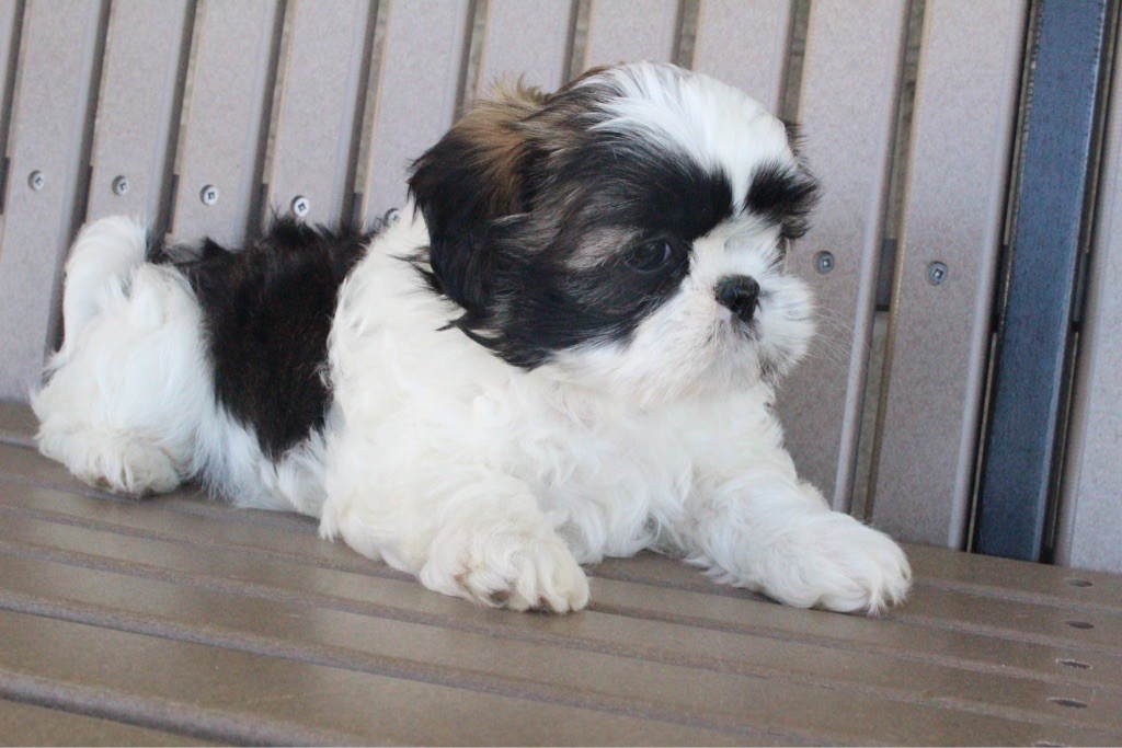 Shih Tzu Puppies For Sale Canton, OH 191698 Petzlover
