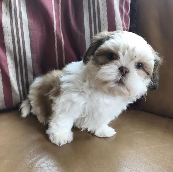 Shih Tzu Puppies For Sale Oregon City, OR 197273