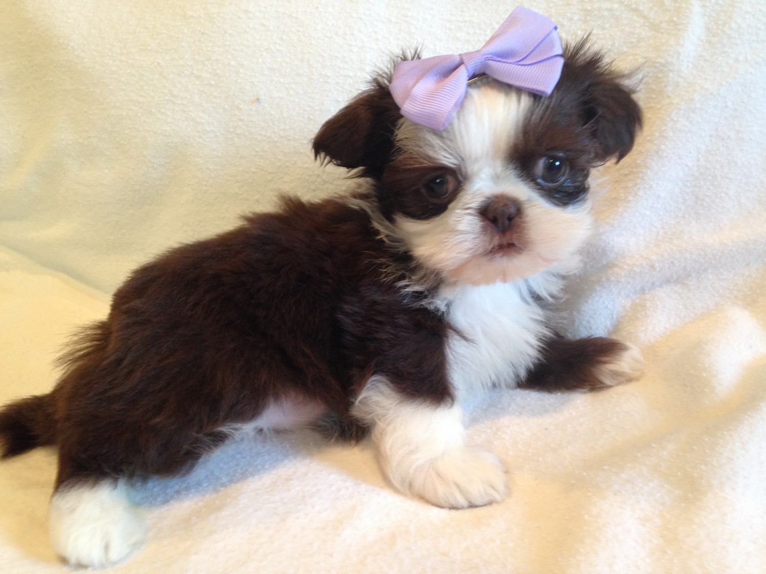 Shih Tzu Puppies For Sale Uniontown, OH 198138