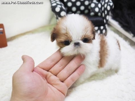 36 HQ Photos Shih Tzu Puppies For Sale In Wisconsin / Dachshund/Shih tzu puppies for Sale in Sheboygan ...