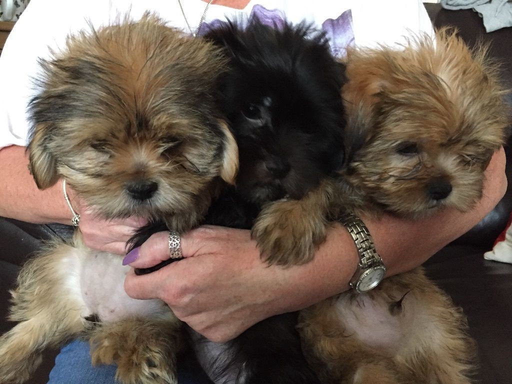 Shih Tzu Puppies For Sale | Oklahoma City, OK #217531