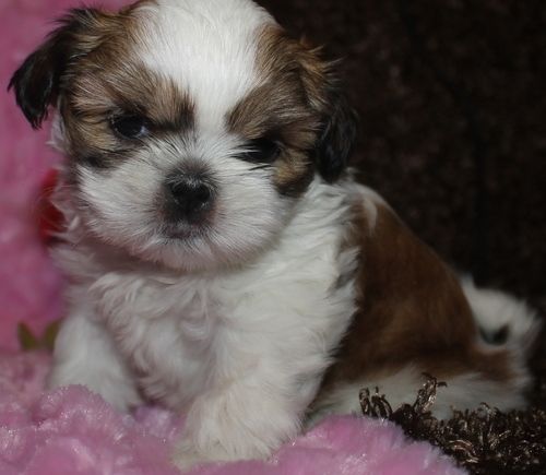 Shih Tzu Puppies For Sale Columbus, OH 222695 Petzlover