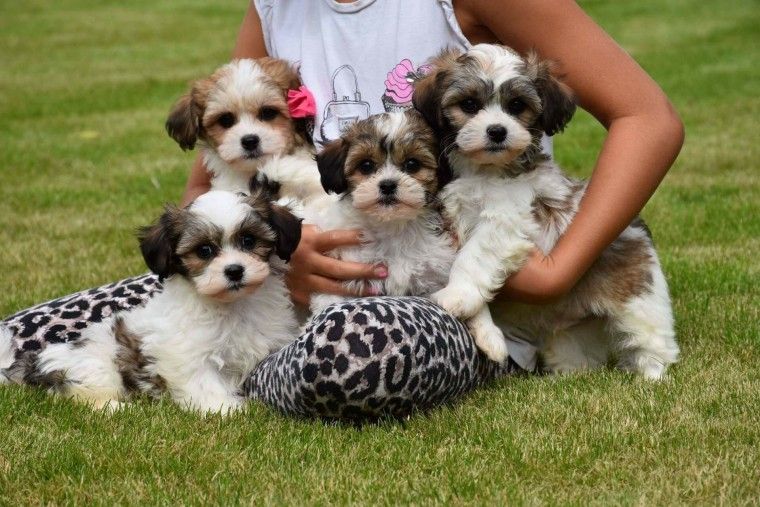 Droll Imperial Shih Tzu Puppies For Sale In Alabama