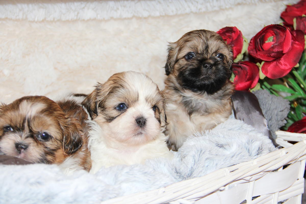 Shih Tzu Puppies For Sale Columbus, OH 245411 Petzlover