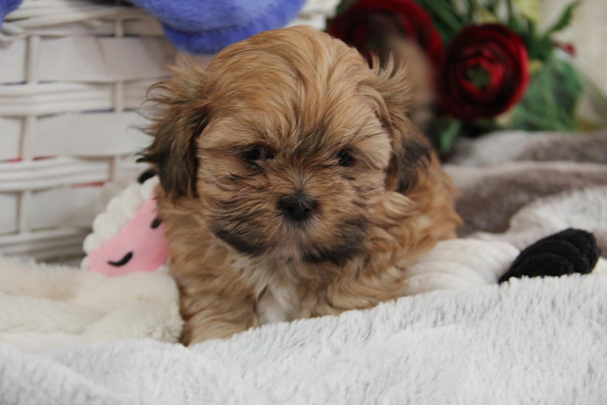 Shih Tzu Puppies For Sale Columbus, OH 245411 Petzlover
