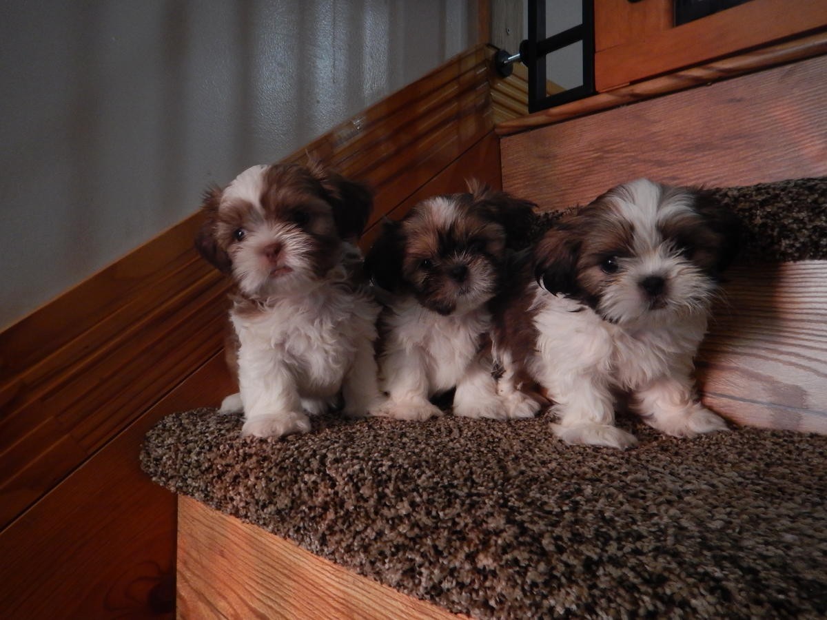 Shih Tzu Puppies For Sale In Jacksonville Florida