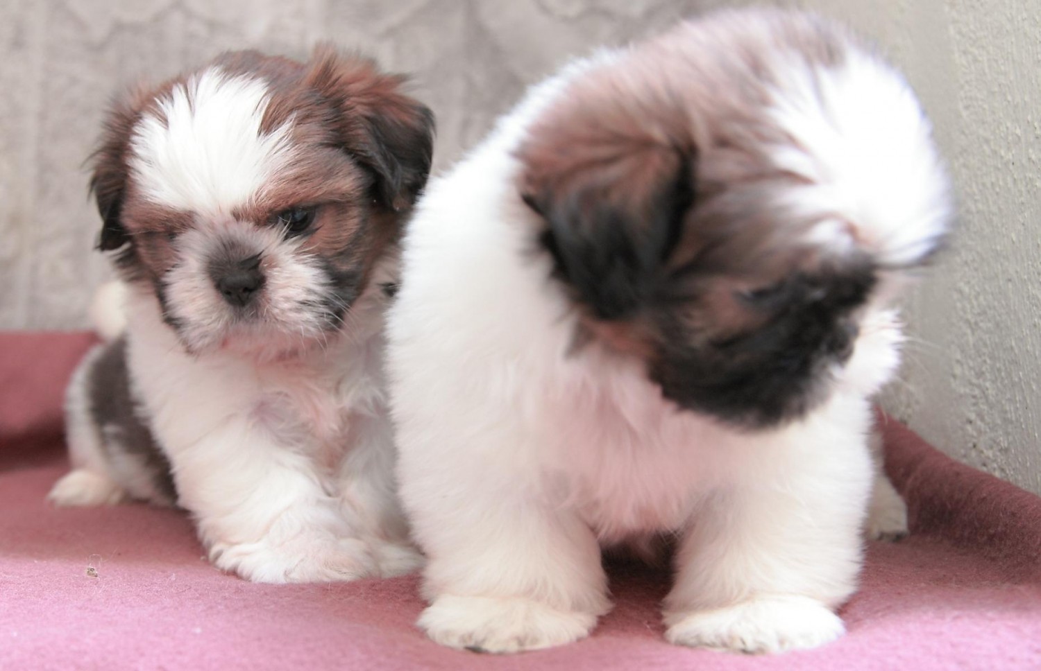 Shih Tzu Puppies For Sale | Spokane, WA #250083 | Petzlover