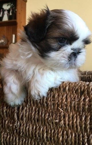 77+ Shih Tzu Puppies For Sale In Tn