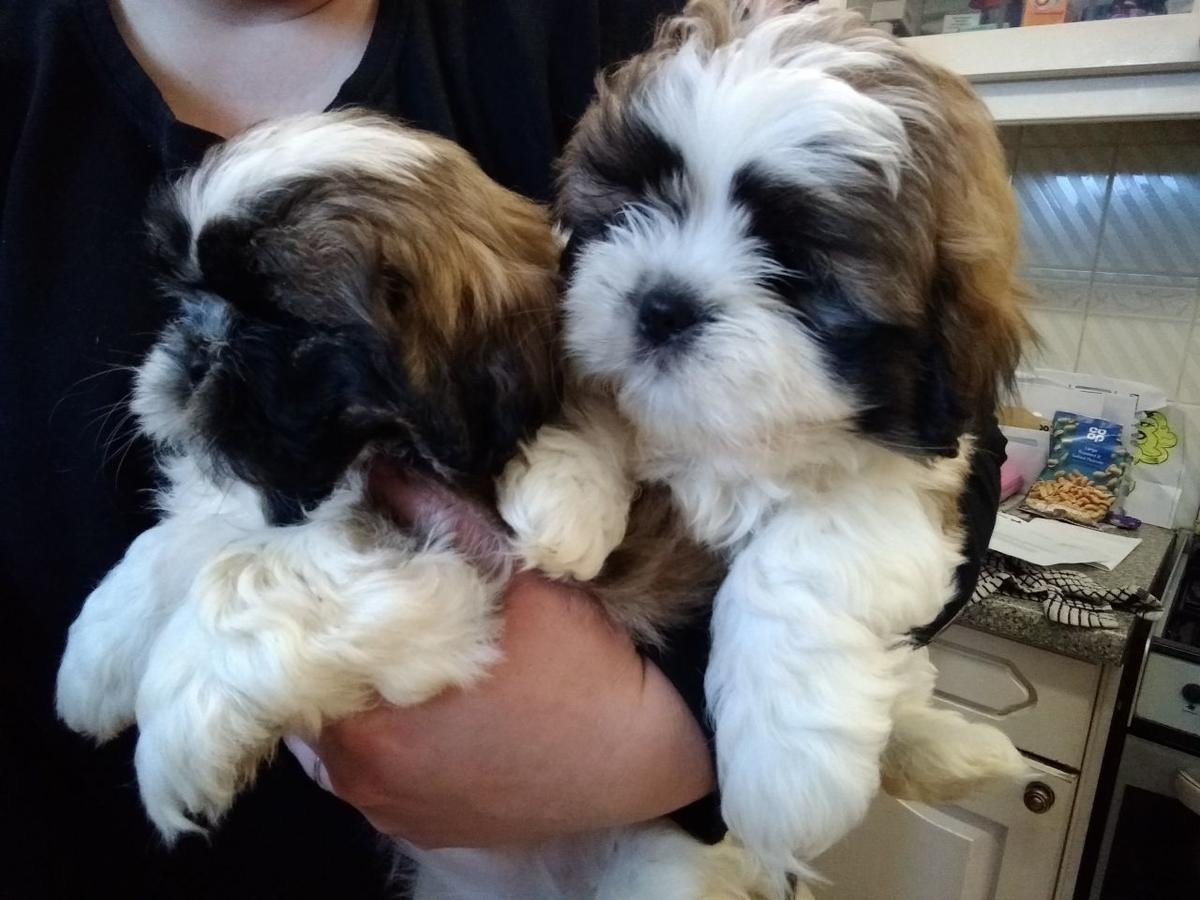 Shih Tzu Puppies For Sale Chicago, IL 263067 Petzlover