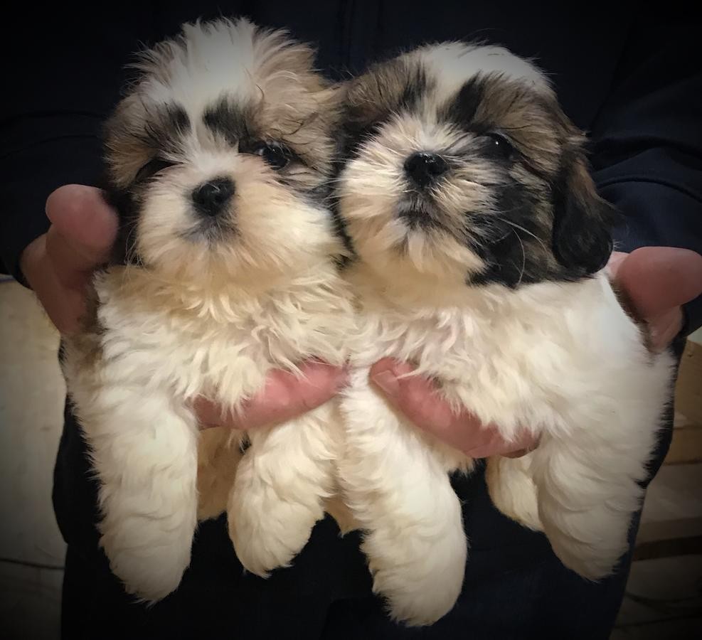 Shih Tzu Puppies For Sale | Chicago, IL #263067 | Petzlover