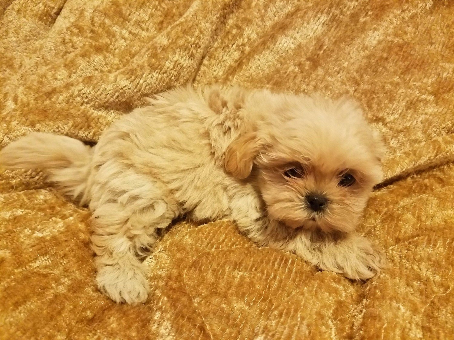 Shih Tzu Dogs For Sale In Florida