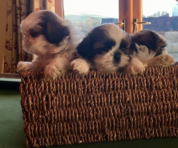 Shih Tzu Puppies For Sale Victoria, TX 269343 Petzlover