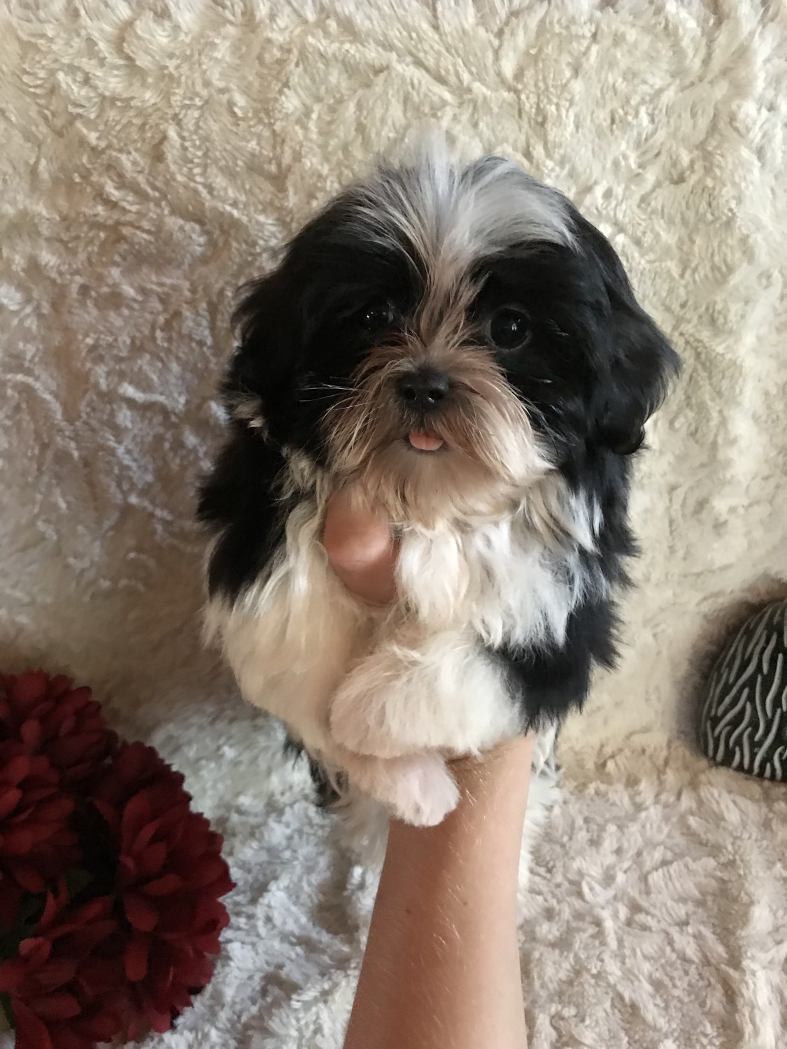"Shih Tzu" Puppies For Sale Dade City, FL 282876