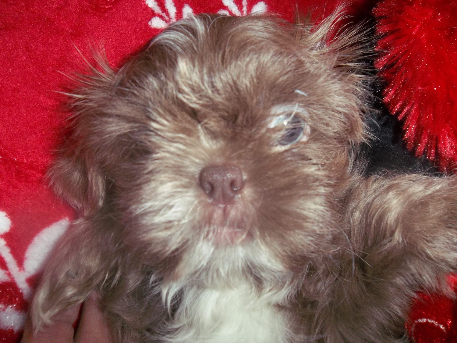 88+ Imperial Shih Tzu For Sale