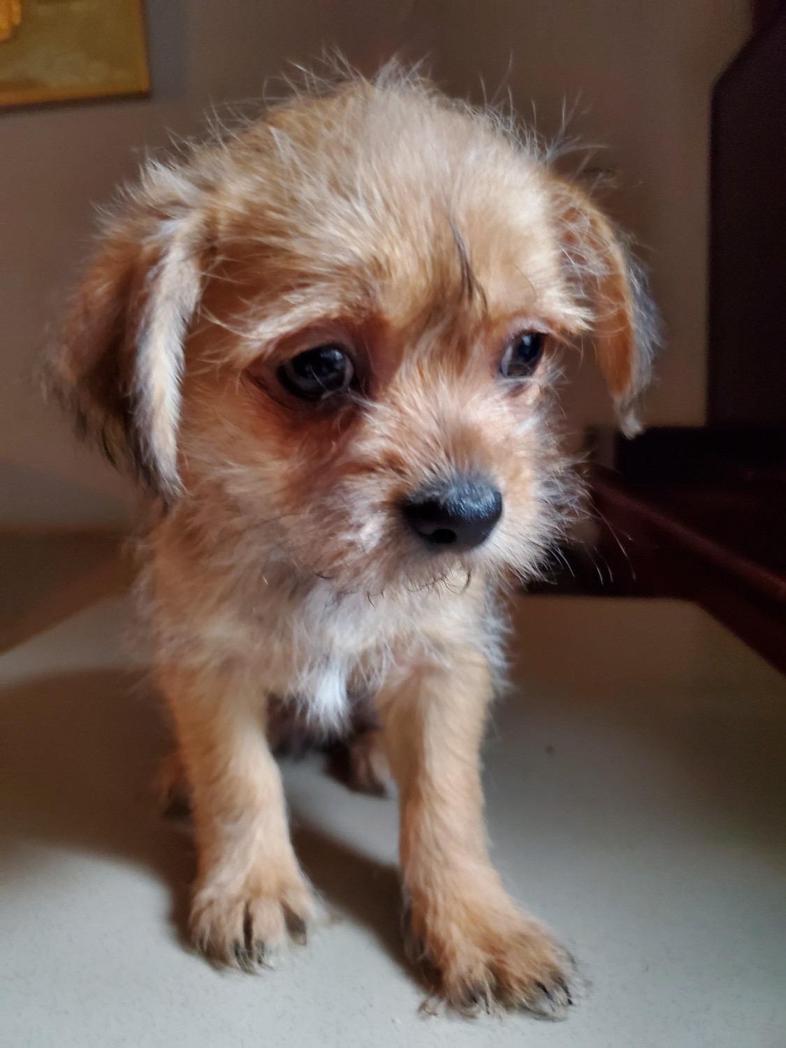 Shih Tzu Puppies For Sale | Metairie, LA #297501 | Petzlover