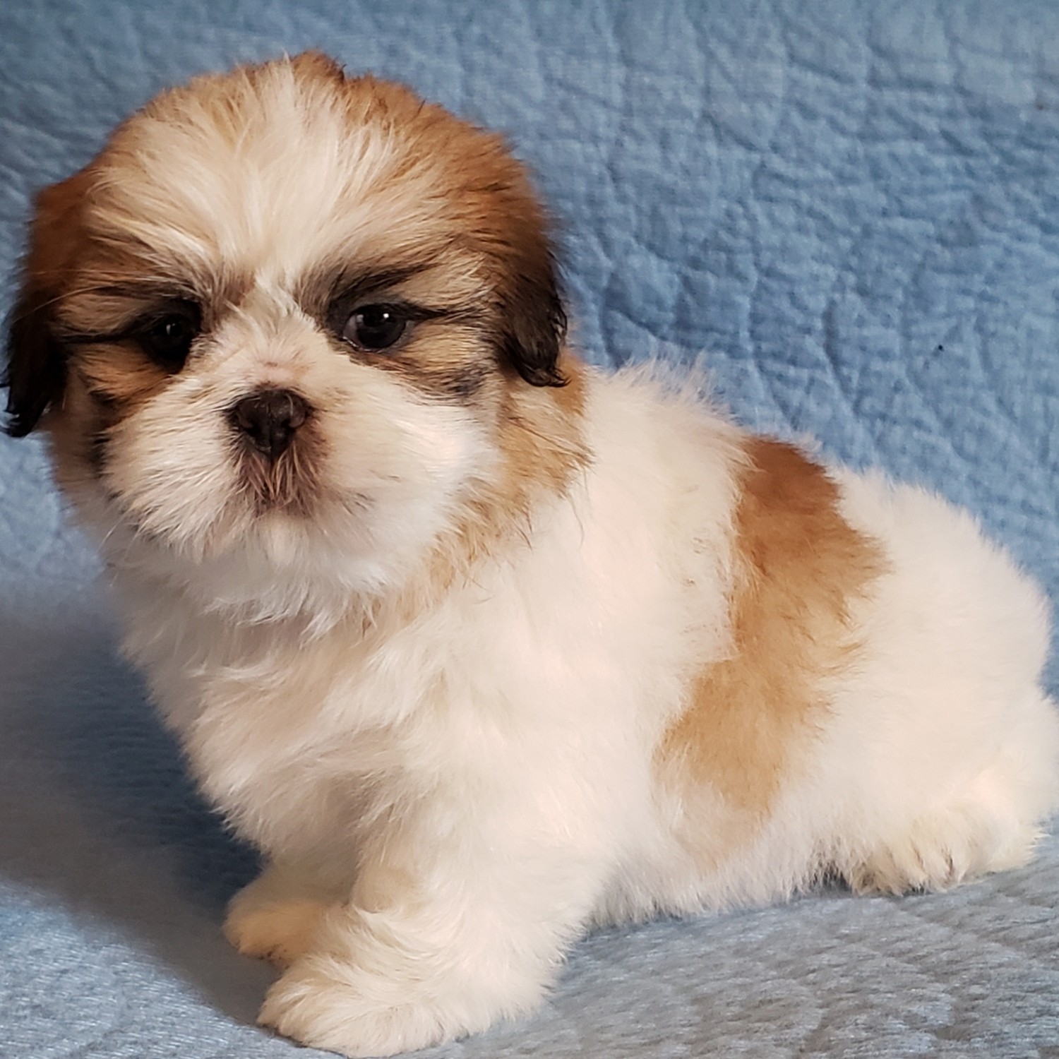 Shih Tzu Puppies For Sale Newport, MI 297450 Petzlover
