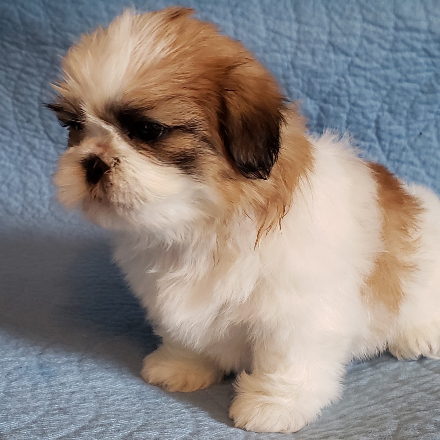 Shih Tzu Puppies For Sale | Newport, MI #297450 | Petzlover