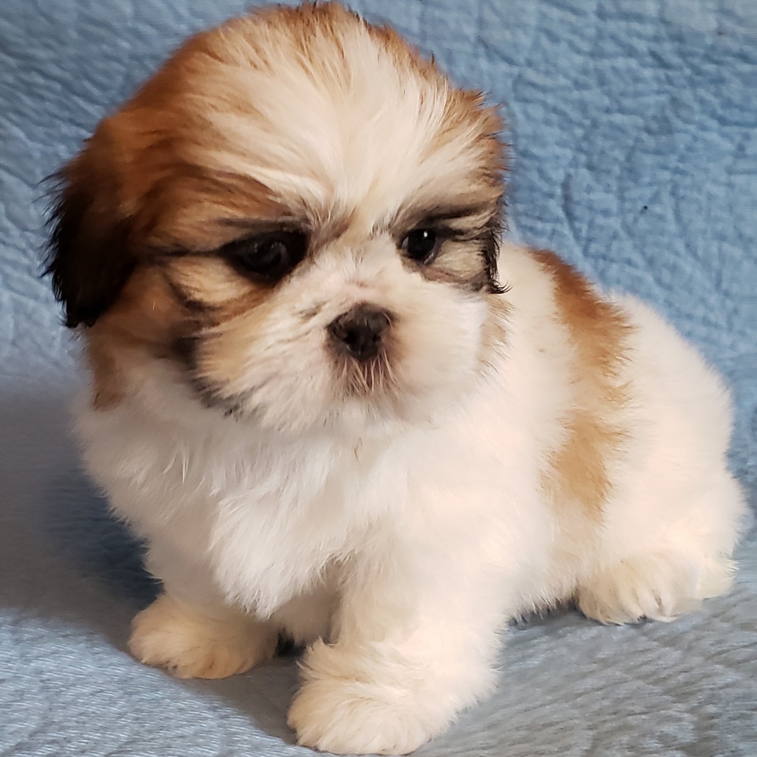 Unlocked Shih Tzu Puppies Playing Together