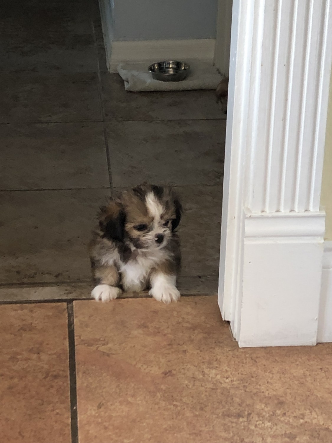 Shih Tzu Puppies For Sale Bradenton, FL 297880