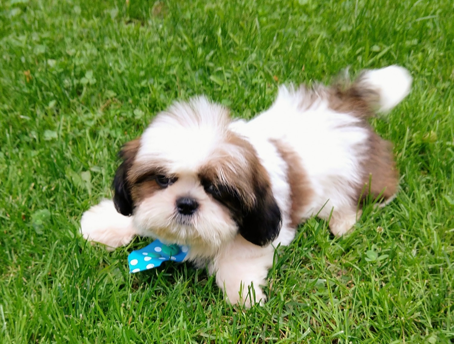 Shih Tzu Puppies For Sale | Oxford, CT #298933 | Petzlover