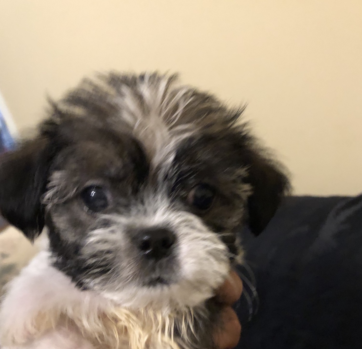 shih tzu puppies for sale in nc