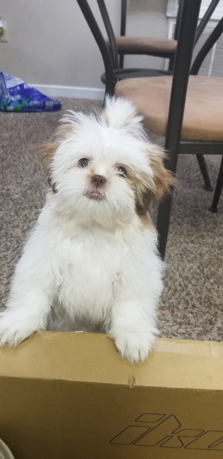 Shih Tzu Puppies For Sale Mississippi 161, MS 303916