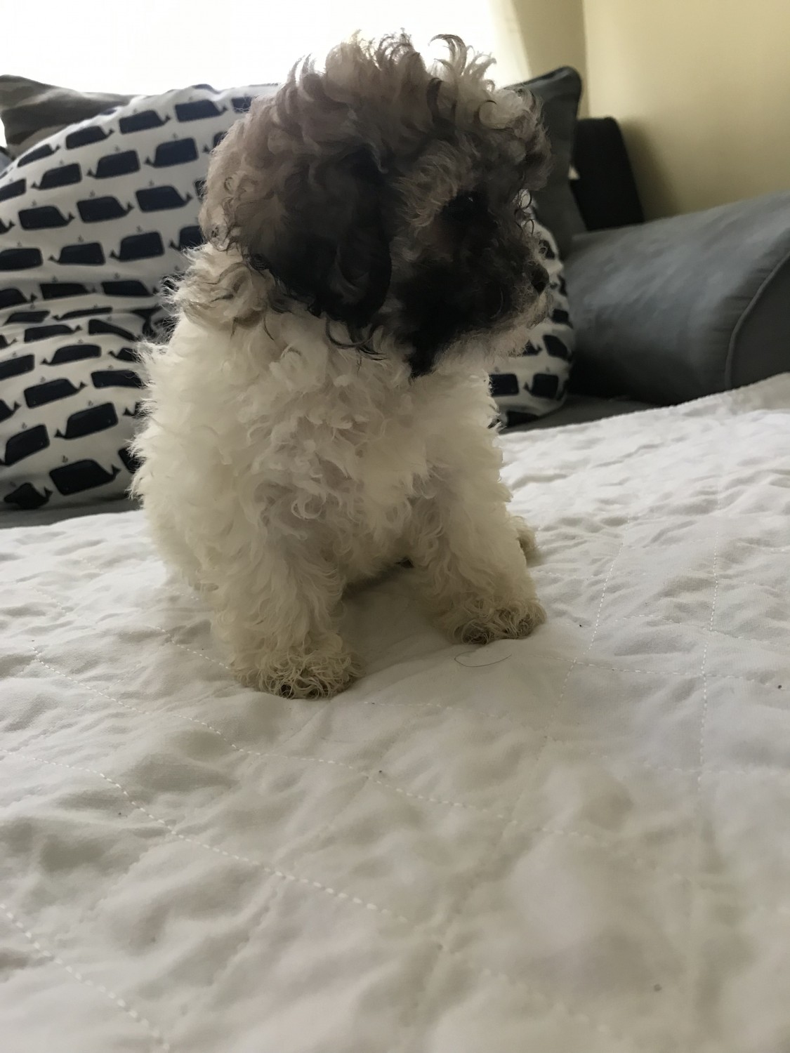 Shih Tzu Puppies For Sale Torrington, CT 305503