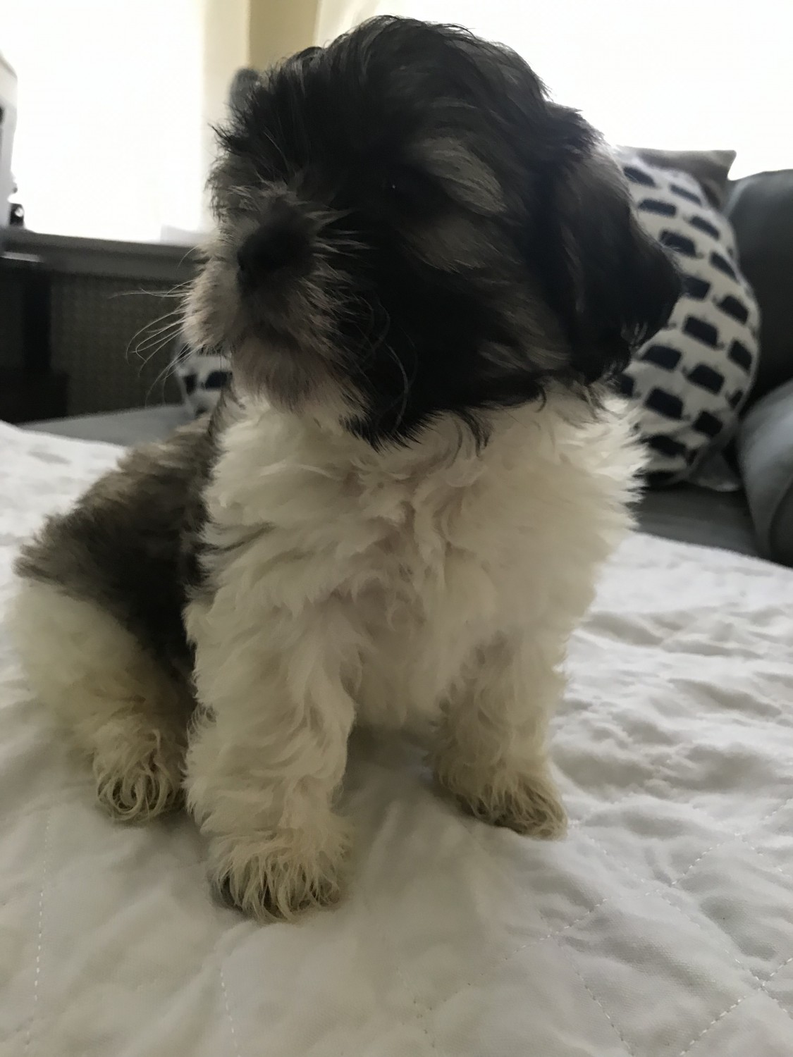 Shih Tzu Puppies For Sale Torrington, CT 305503