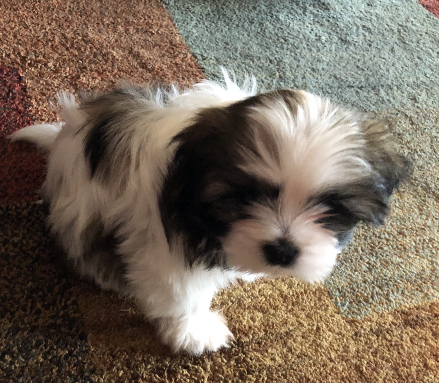 Shih Tzu Puppies For Sale | Demorest, GA #306498 | Petzlover