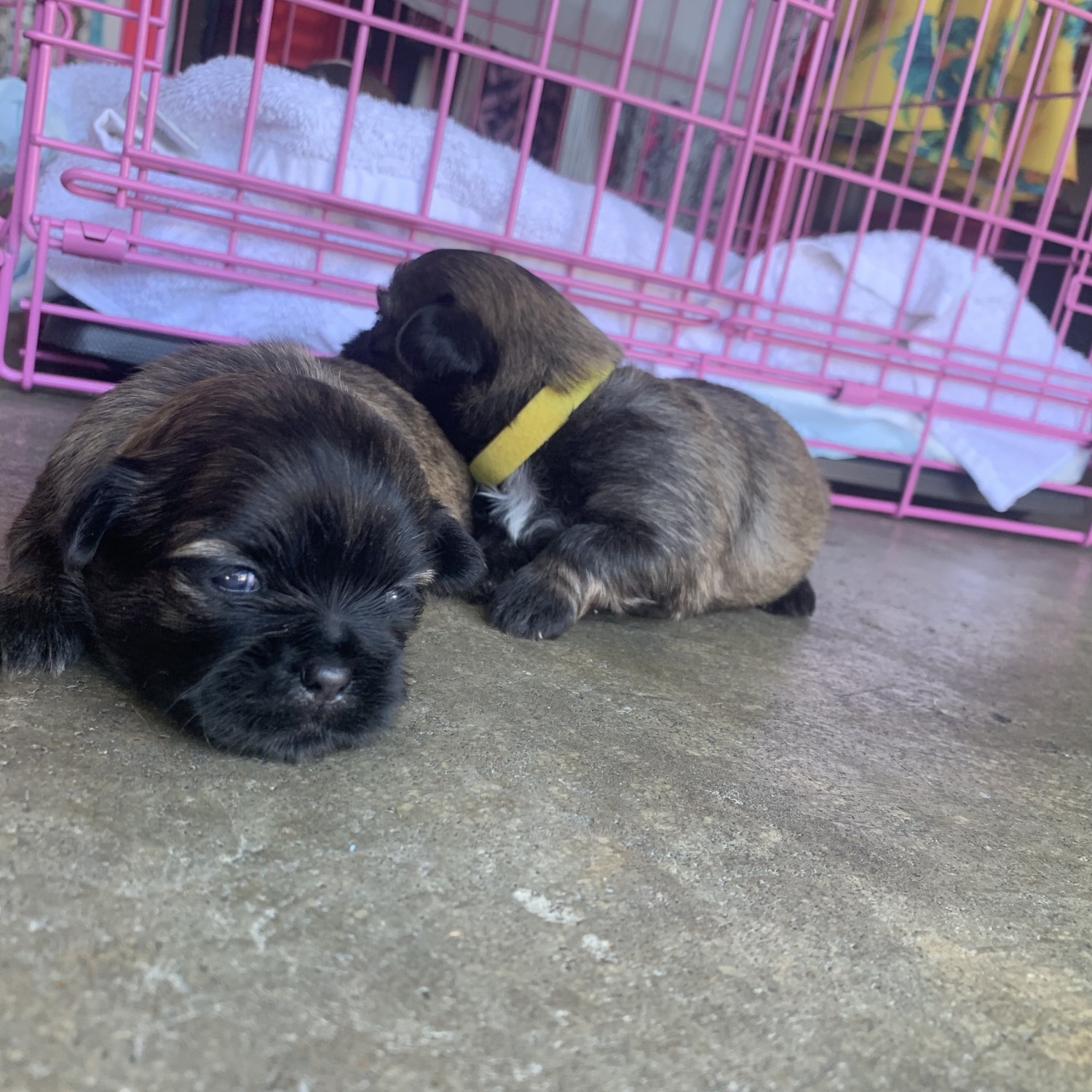 Shih Tzu Puppies For Sale Near Memphis Tn - petfinder