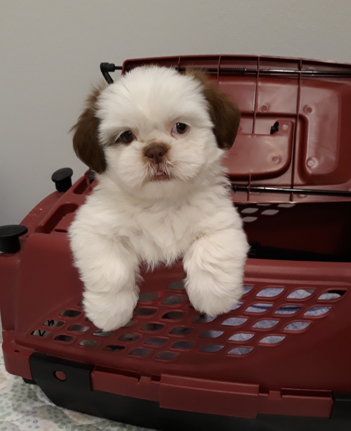 79+ Brown Shih Tzu Puppies For Sale