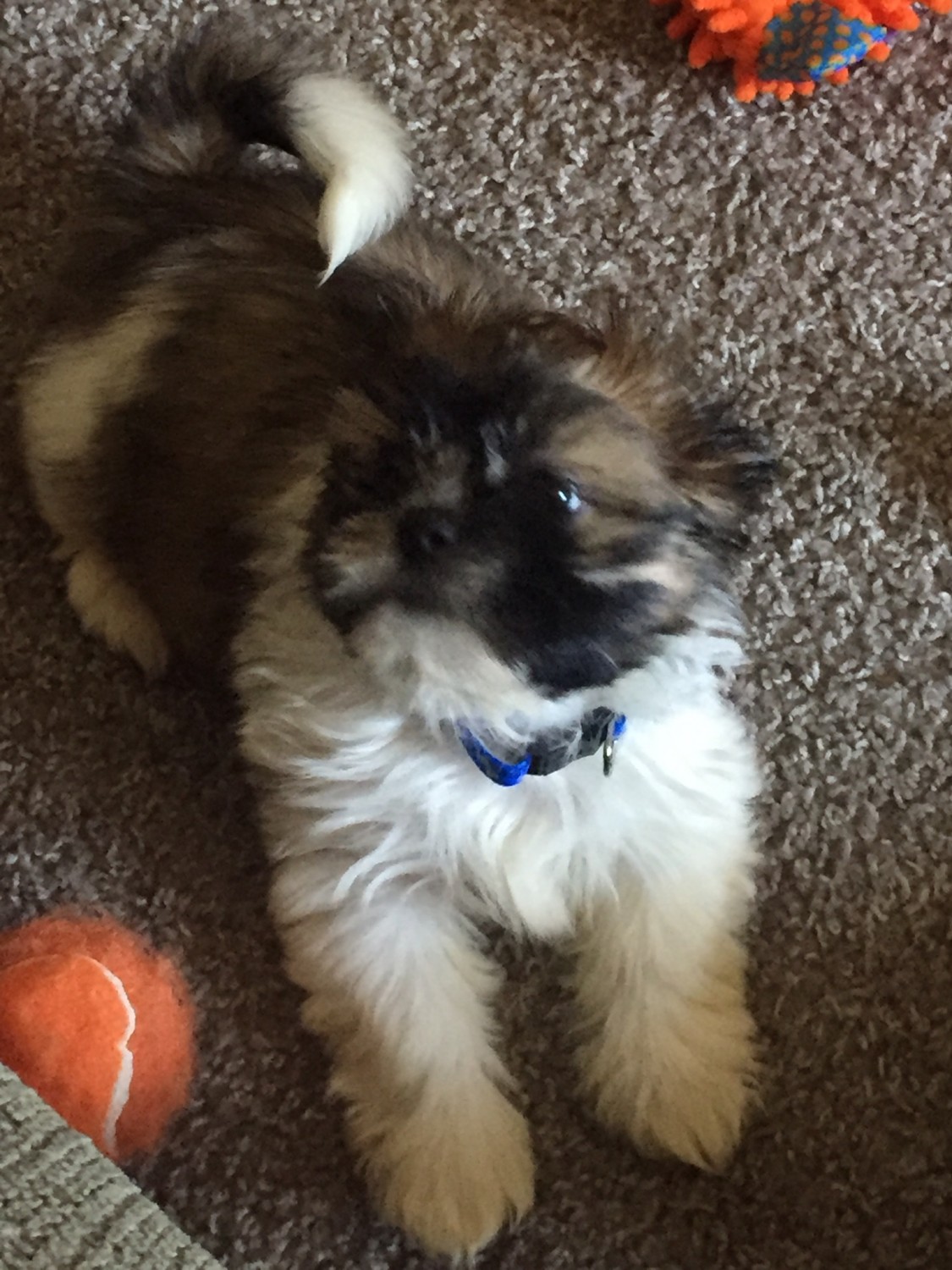 Shih Tzu Puppies For Sale Jackson, MS 311466 Petzlover