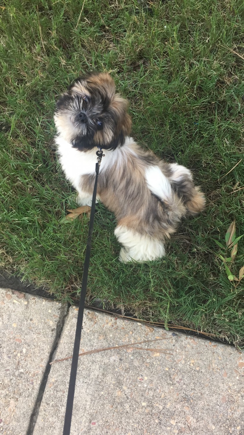 Shih Tzu Puppies For Sale Jackson, MS 311466 Petzlover